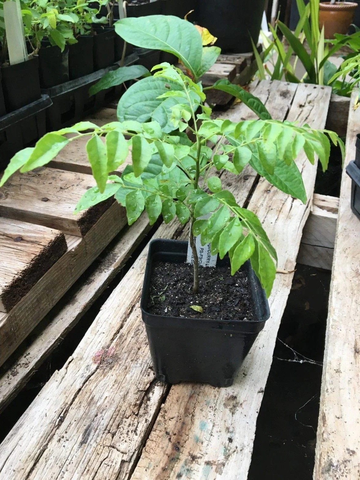 Curry Leaf Tree Murraya Koenigii Tree in a 4-Inch Pot: Package Contains Seeds