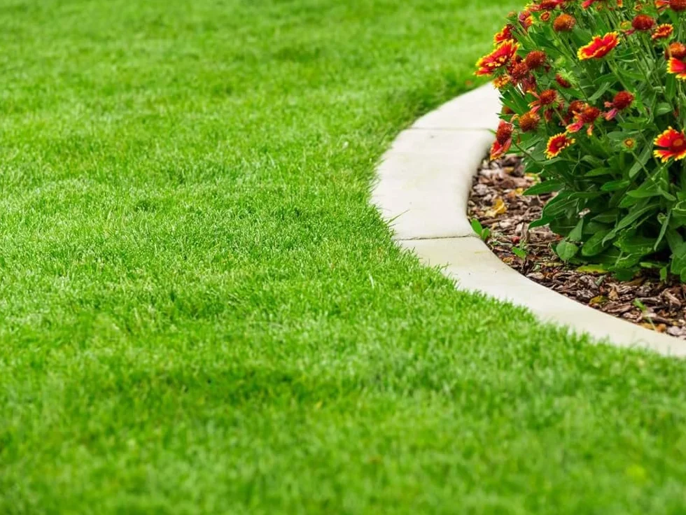 Semillas Césped Todo Uso 1kg MUY RESISTENTE | Mezcla Tapisverd Resistente y de Rápida Implantación | Ideal para Jardines, Zonas de Juego y Uso Familiar | Cobertura hasta 40 m² | Nexum Market