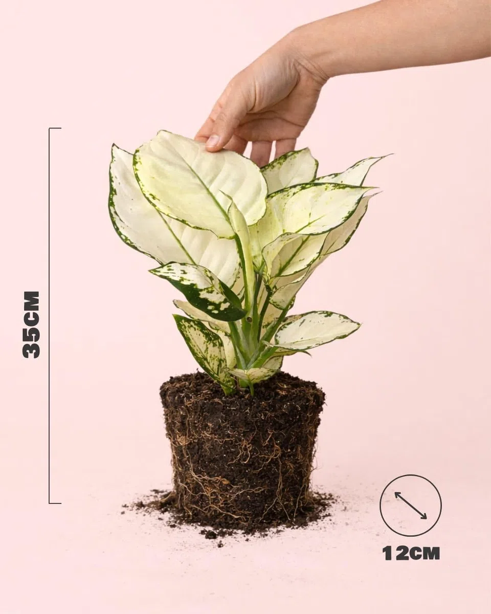 PUR PLANT Aglaonema White Joy | Planta de Interior Natural Decorativa | Hojas Blancas y Verdes | Maceta de Ø 12 cm
