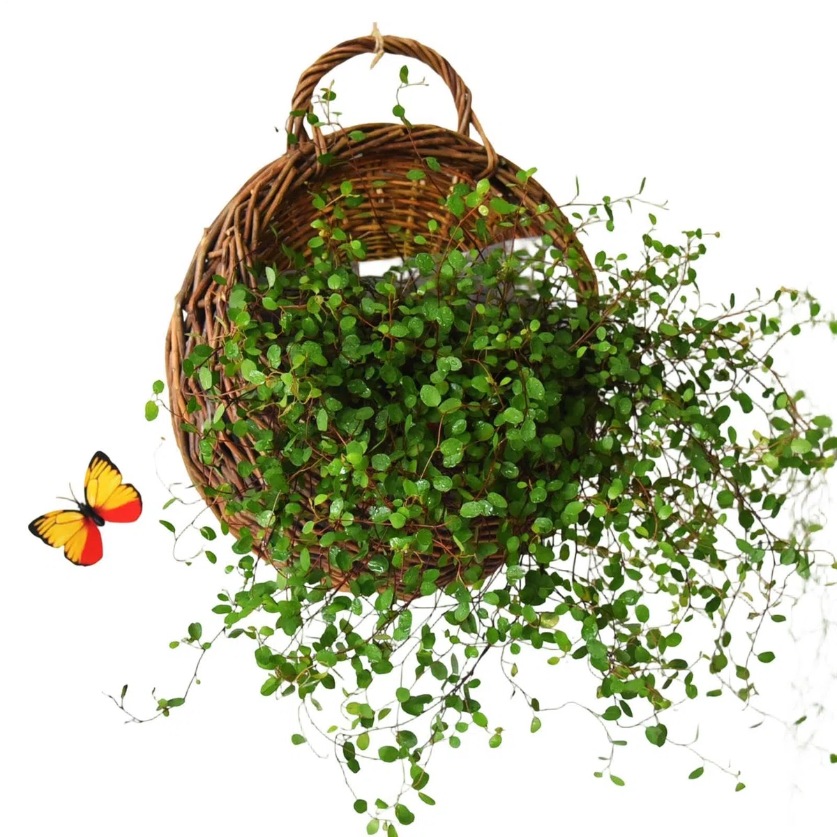 Cestas de Mimbre para Pared - Hechas a Mano con Ratán, Macetero Natural Colgante - Cestas de Mimbre para la Pared | para Hogar, Jardín, Boda, Cocina, Guardería, Dormitorio, Sala de Estar, Planta, Gran