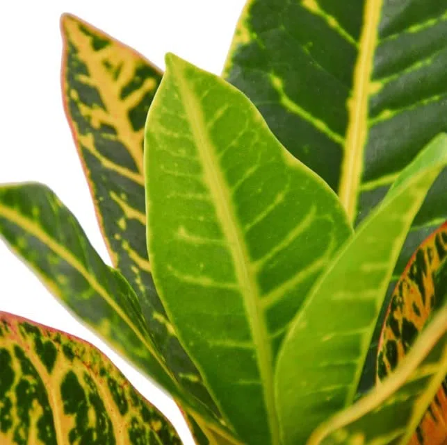 Crotón Petra | DECOALIVE | Planta de Interior Natural | Codiaeum Variegatum