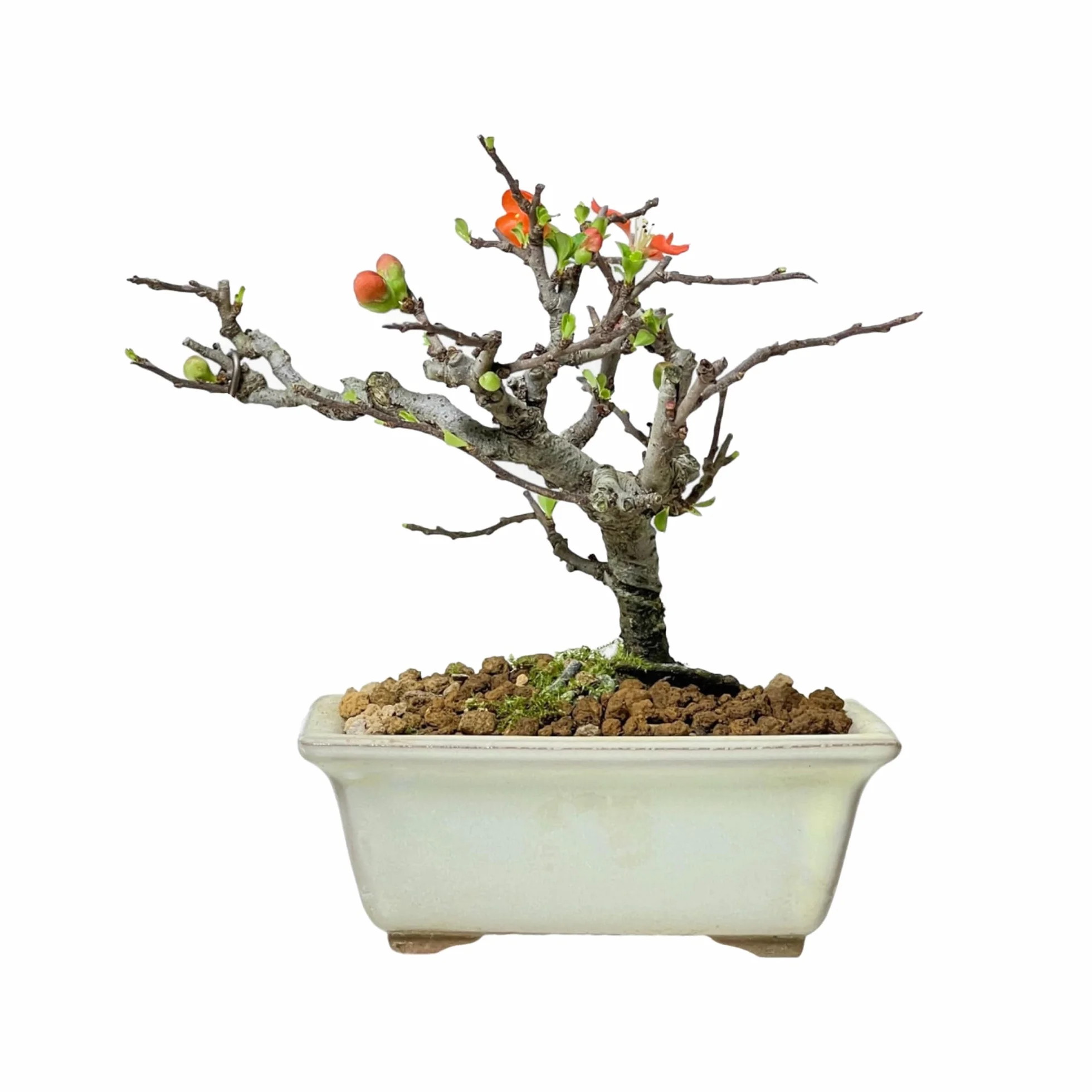Kalapanta - Akadama HQ Ibaraki 1L Granulometría 2-5 mm - Granulado volcánico japonés Profesional de Calidad Dura para Plantas de bonsái Equilibrio Agua, Aire, nutrientes y minerales.