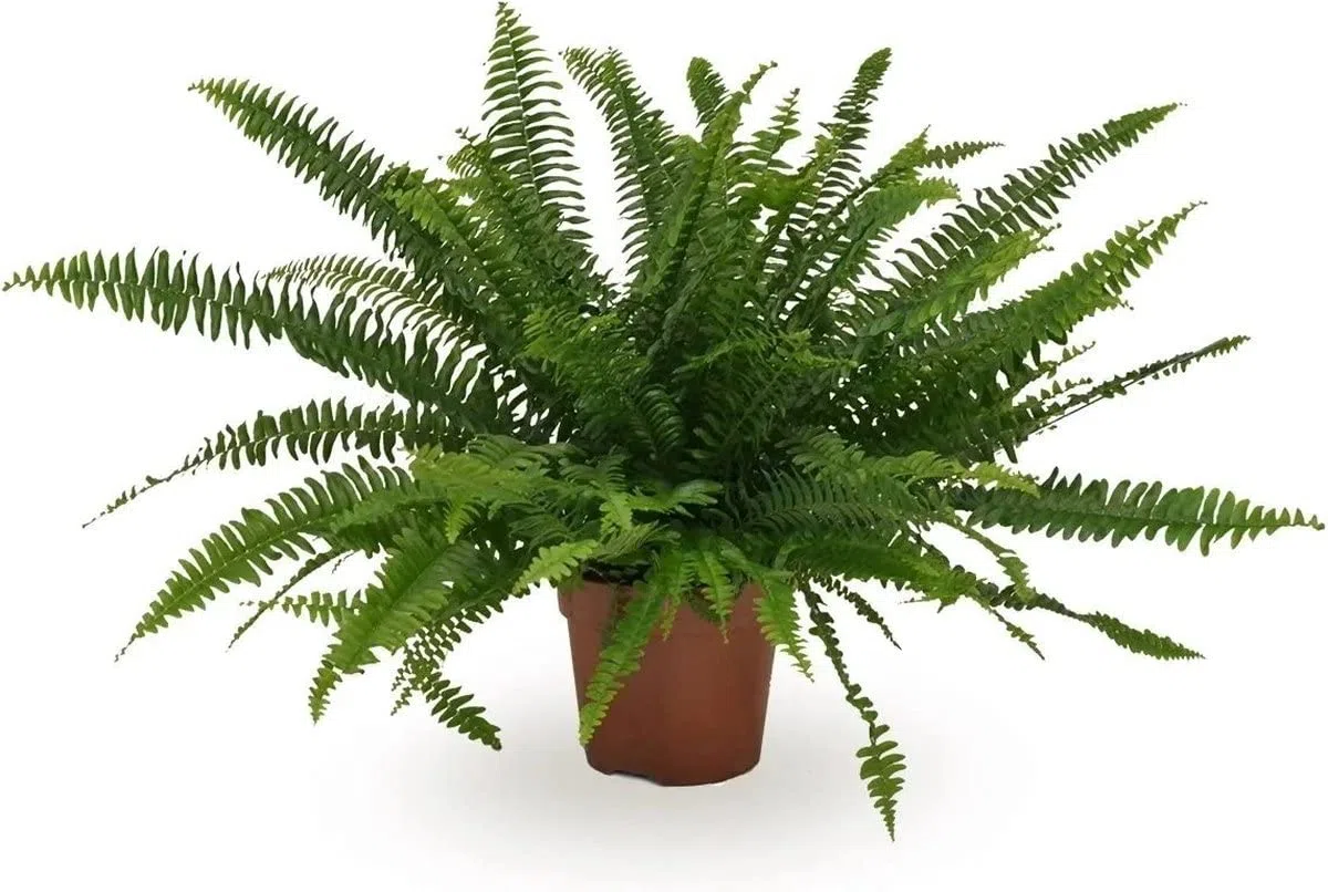 Helecho Nephrolepis Planta de Interior Natural Altura 30cm Helecho Espada o Helecho de Boston