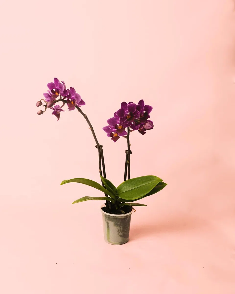 Orquídea Lila | Mini Planta Natural | Pur Plant