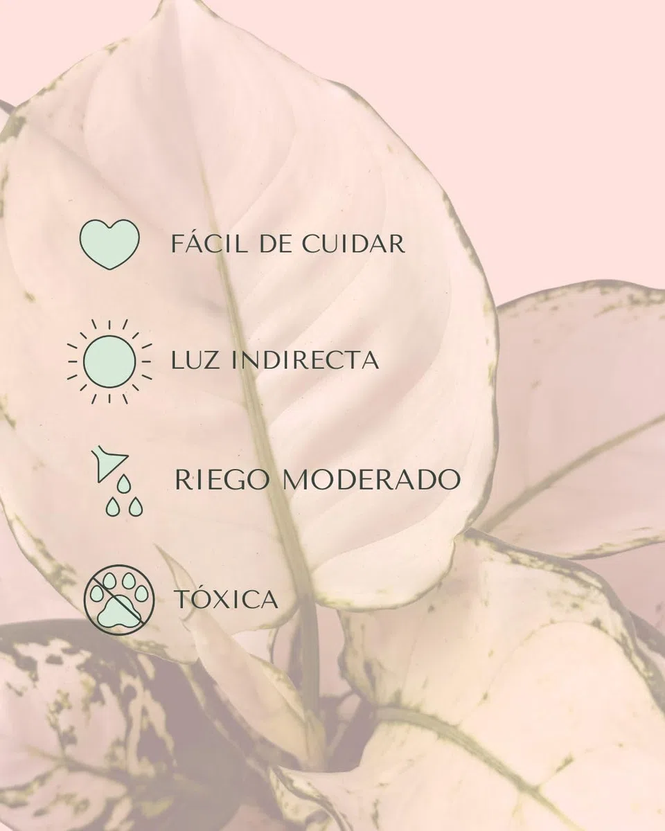 PUR PLANT Aglaonema White Joy | Planta de Interior Natural Decorativa | Hojas Blancas y Verdes | Maceta de Ø 12 cm
