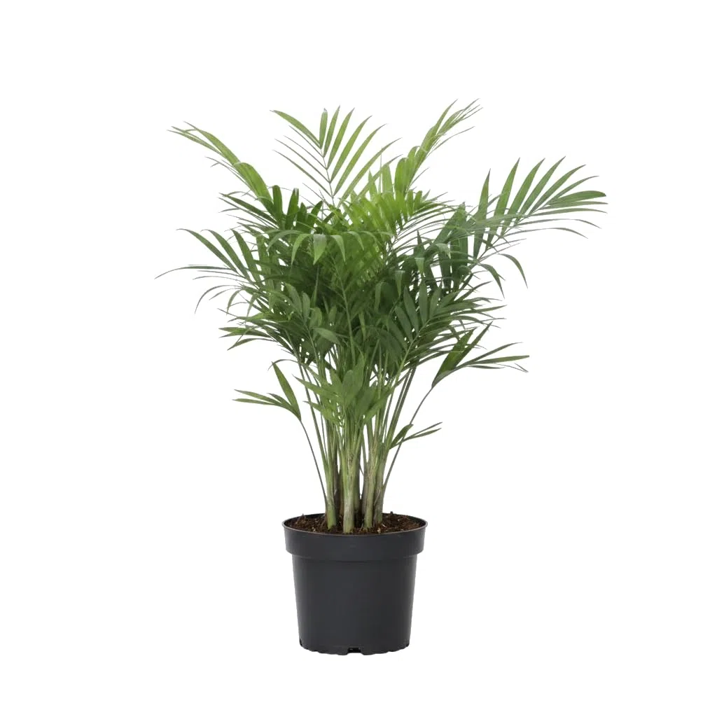 Planta de Interior | DECOALIVE Chamaedorea Elegans Ø 12 cm para Dormitorio y Recibidor