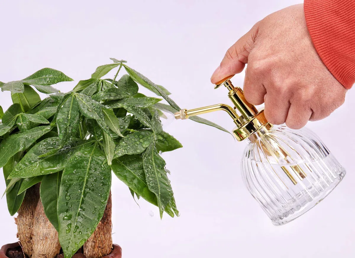 Eidoct Botella de spray de cristal Mister para plantas de vidrio, rociador de plantas pequeñas para plantas de interior y exterior, transparente+oro (transparente+oro A)