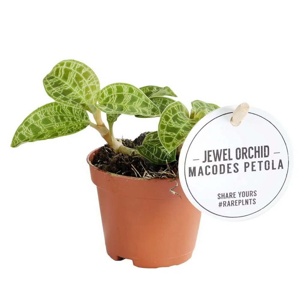 Exotenherz - Orquídea de joyería - Macodes petola Emerald - Mini orquídea terrestre con hojas llamativas - Maceta de 6 cm