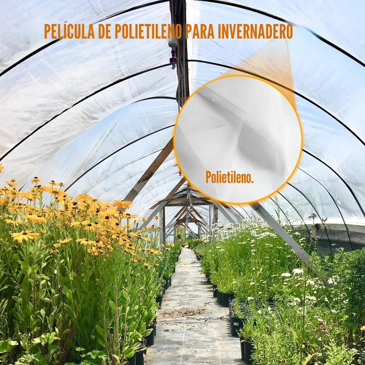 Happybuy Película de invernadero de 3x7.6 m, película de polietileno de efecto invernadero de 6 mm de grosor, película de polietileno que mantiene el calor, dureza superior