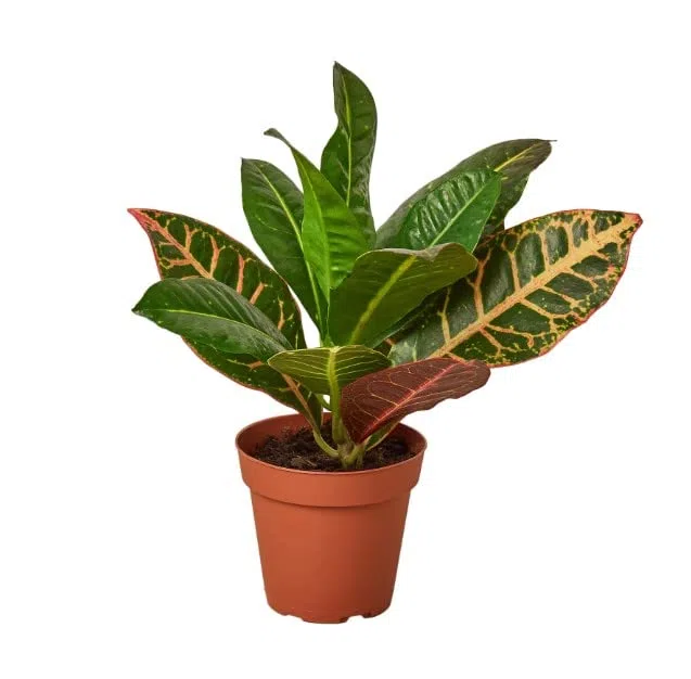 Crotón Petra | DECOALIVE | Planta de Interior Natural | Codiaeum Variegatum