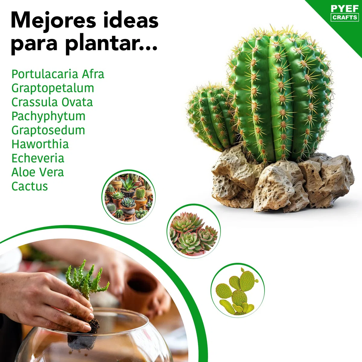 Kit Terrario Plantas Suculentas & Cactus DIY - Kit Terrario Cristal Ecosistema Desierto - Set Pecera para Plantas Suculentas & Cactus Naturales - Jardín Eterno Desértico (Sin Planta) (2L)