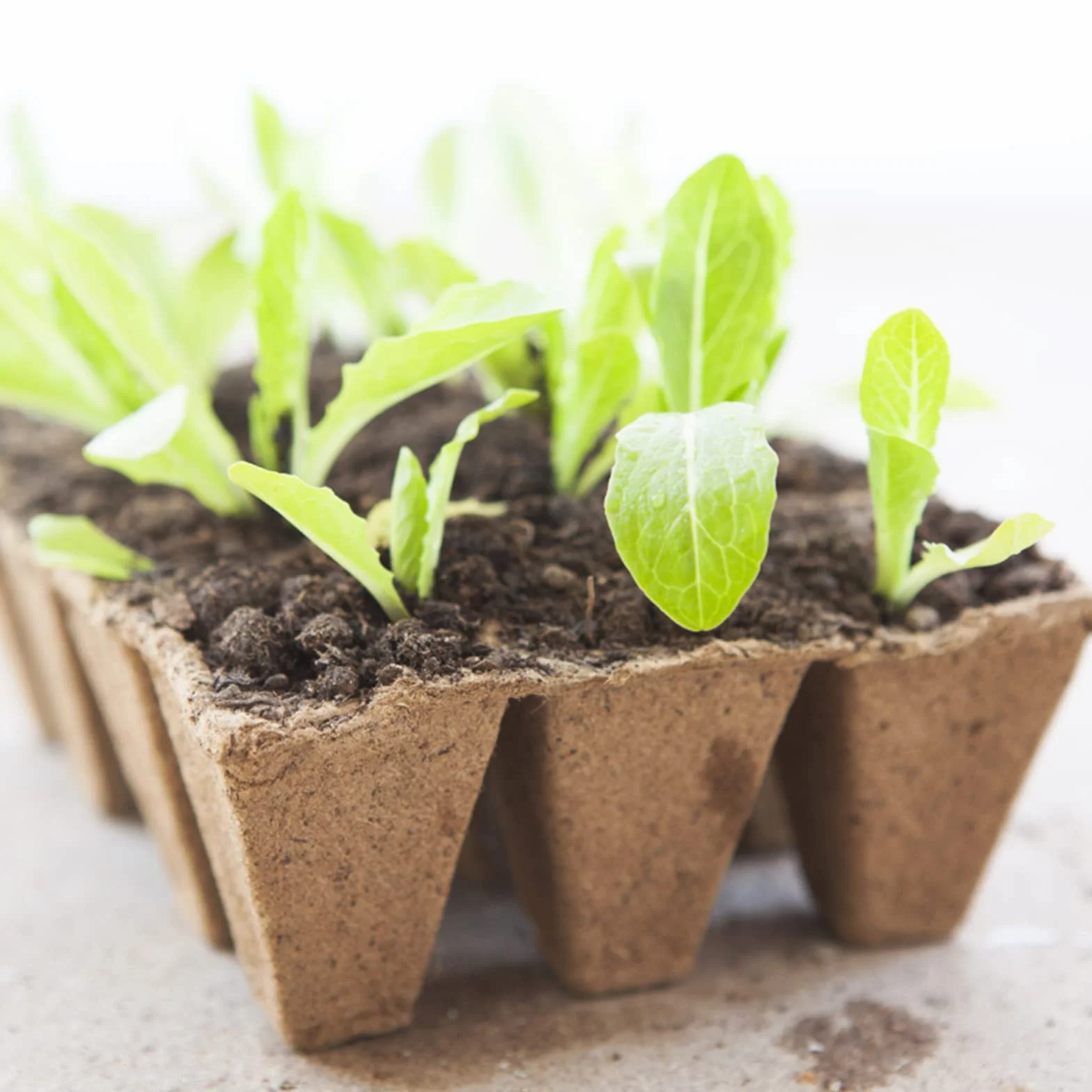 KINGLAKE 20 bandejas para Plantar semilleros biodegradables, con 100 Etiquetas de plástico para Plantas y Herramientas de trasplante
